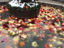 Zamarznięte róże w fontannie :)