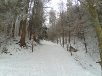 Zimowy las :)